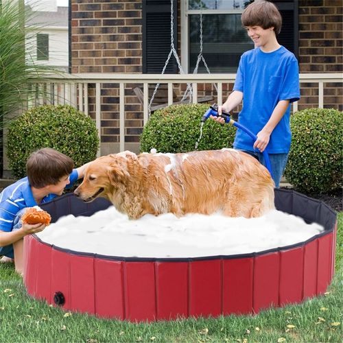 Dog Pool